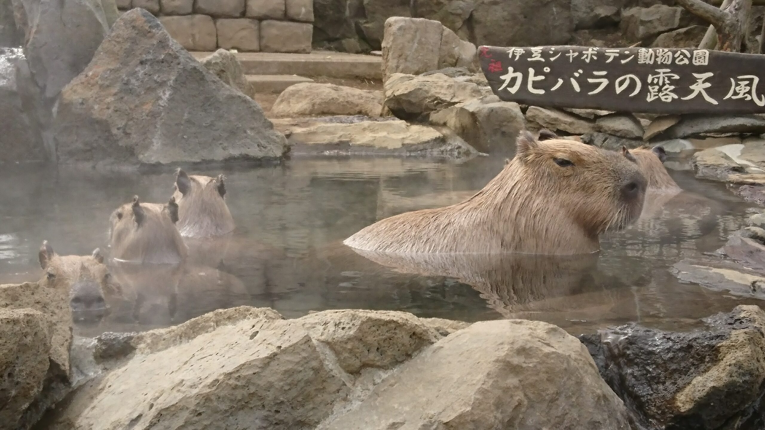伊豆シャボテン動物公園のカピバラ